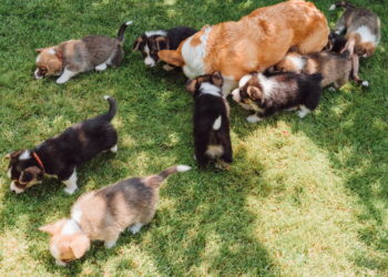 Como montar um jardim pet friendly com plantas que fazem bem