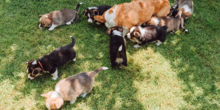 Como montar um jardim pet friendly com plantas que fazem bem