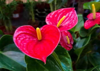 Essa planta elegante é perfeita pra quem tem pouco espaço em casa