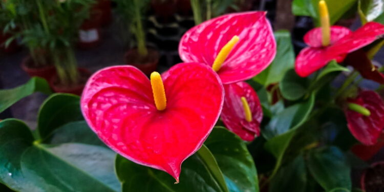 Essa planta elegante é perfeita pra quem tem pouco espaço em casa