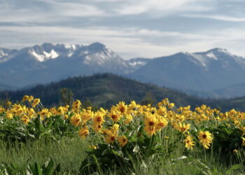 Essa planta medicinal é poderosa contra dores e inflamações