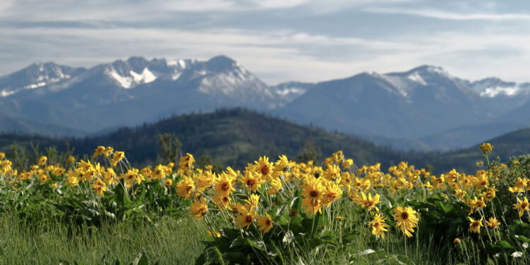 Essa planta medicinal é poderosa contra dores e inflamações