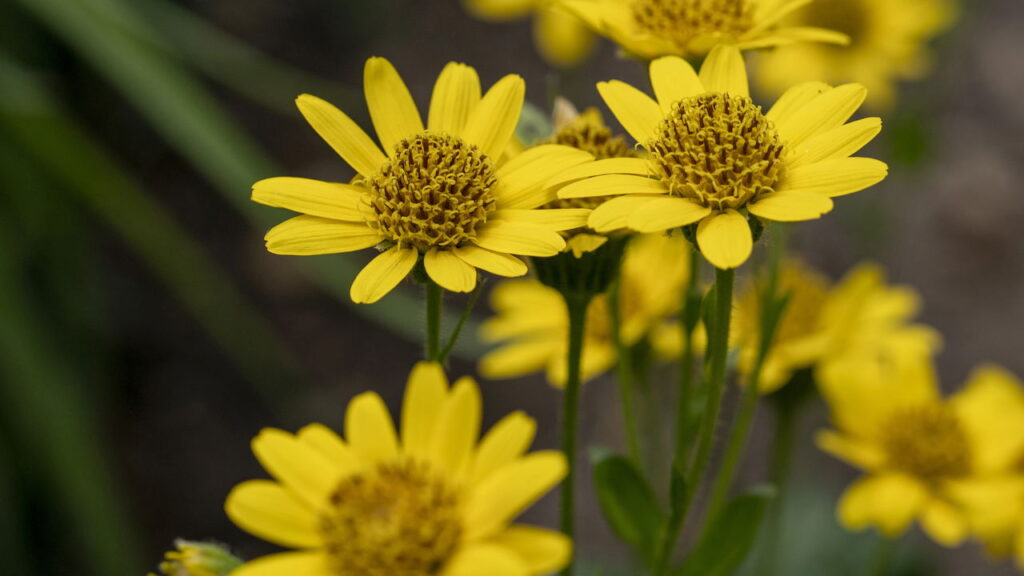 Essa planta medicinal é poderosa contra dores e inflamações