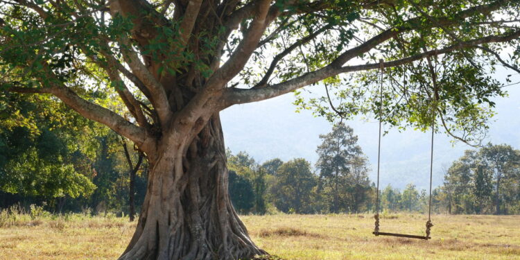 7 árvores que você deve evitar plantar no seu quintal a todo custo