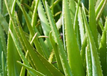 Essas plantas melhoram o sono, aliviam o estresse e renovam a energia da casa