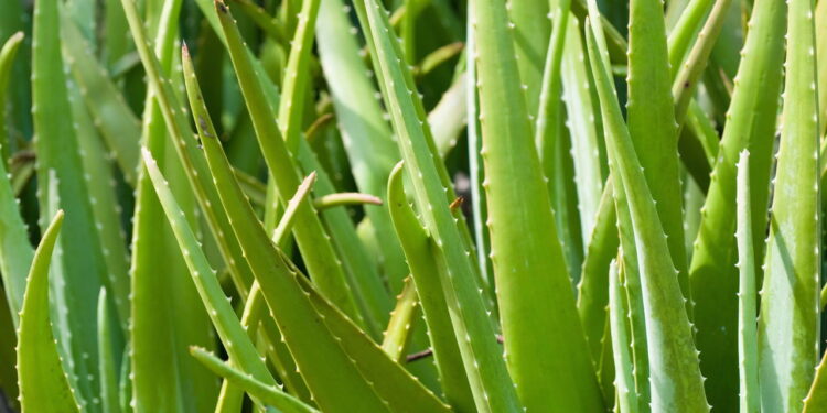 Essas plantas melhoram o sono, aliviam o estresse e renovam a energia da casa