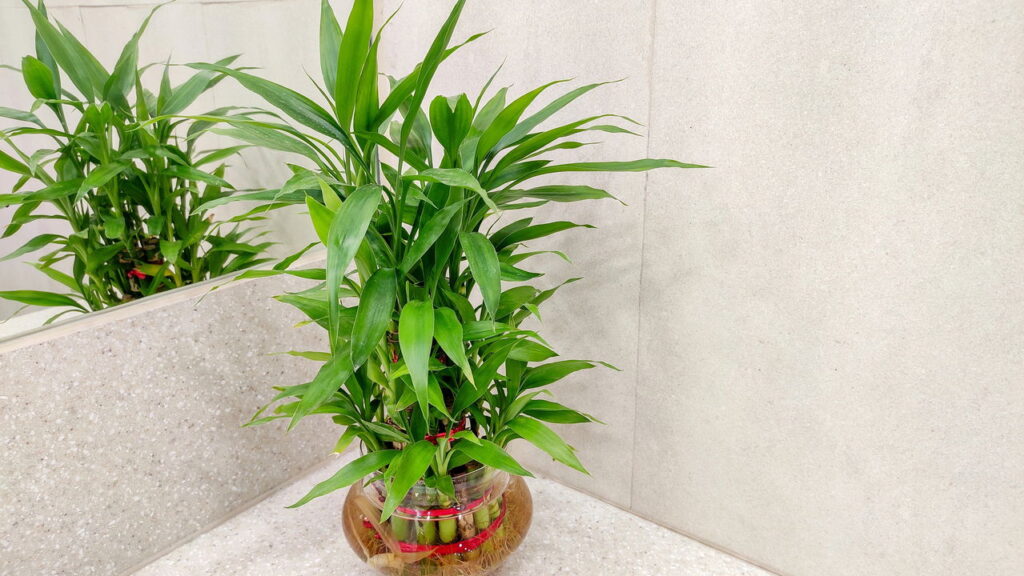 A planta mais poderosa do Feng Shui para atrair dinheiro e sorte