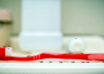 Sinais discretos de que sua cozinha pode estar com pragas escondidas