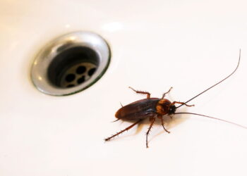 O segredo para nunca mais ver baratas na cozinha