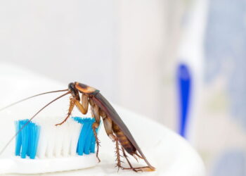 Esse ingrediente comum mantém o banheiro livre de baratas