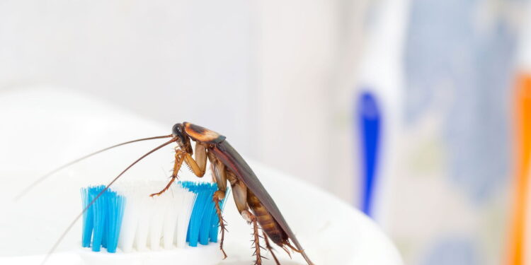 Esse ingrediente comum mantém o banheiro livre de baratas