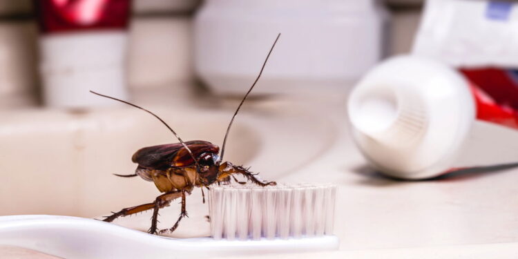 5 soluções caseiras para espantar baratas do banheiro