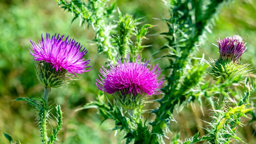 Essa planta combate inflamações, protege o fígado e ainda melhora a digestão