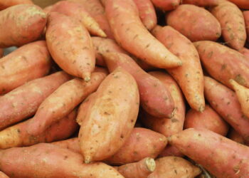 Técnicas para manter batatas doces firmes e sem brotos por semanas