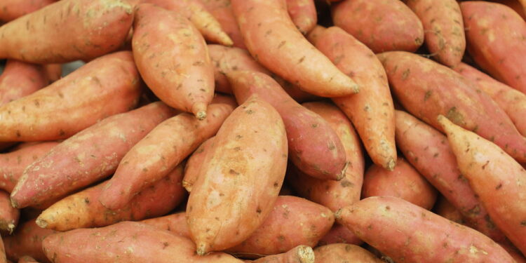 Técnicas para manter batatas doces firmes e sem brotos por semanas