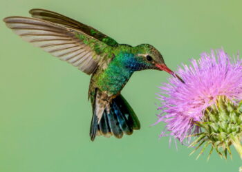 Nem rosa, nem violeta: as flores que vão transformar seu jardim em setembro e atrair beija-flores