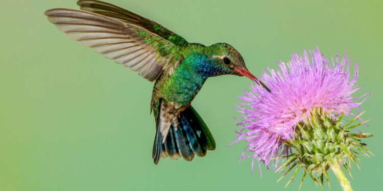 Nem rosa, nem violeta: as flores que vão transformar seu jardim em setembro e atrair beija-flores