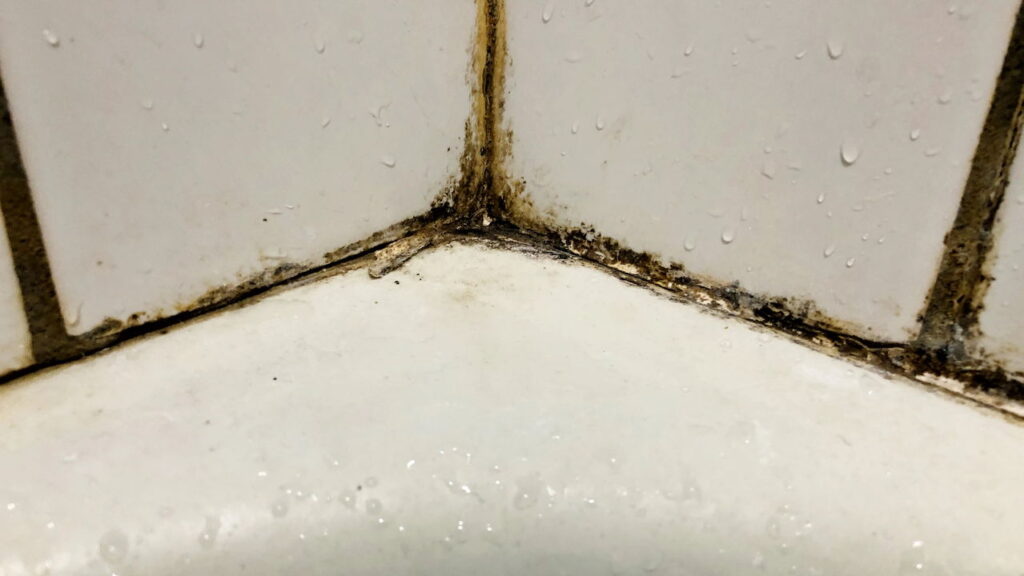 Como prevenir bolor no banheiro com dicas práticas