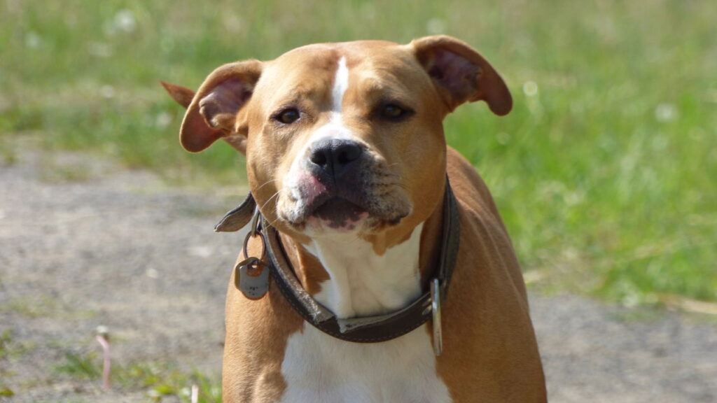 Nomes clássicos que nunca saem de moda para cães e gatos