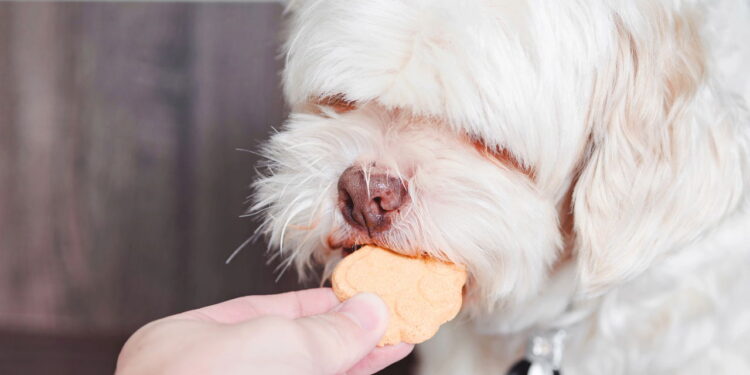 Como fazer biscoitos caseiros para cães com ingredientes simples