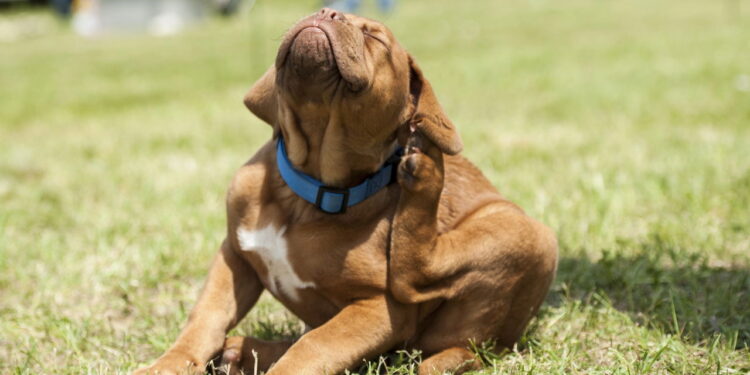 Como eliminar pulgas de forma natural e proteger seu animal de estimação