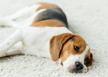 Como identificar sinais de dor no seu pet