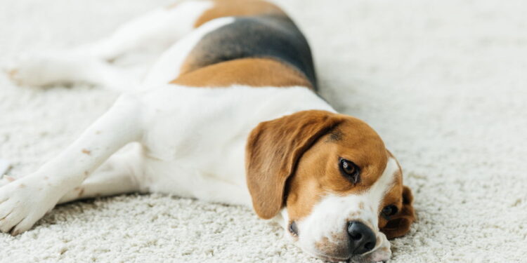 Saiba como preparar a casa e proteger seu pet, já que os fogos de artifício podem causar estresse em cães e gatos