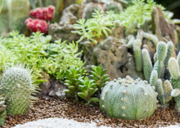 Plantas lindas que quase cuidam de si mesmas na decoração