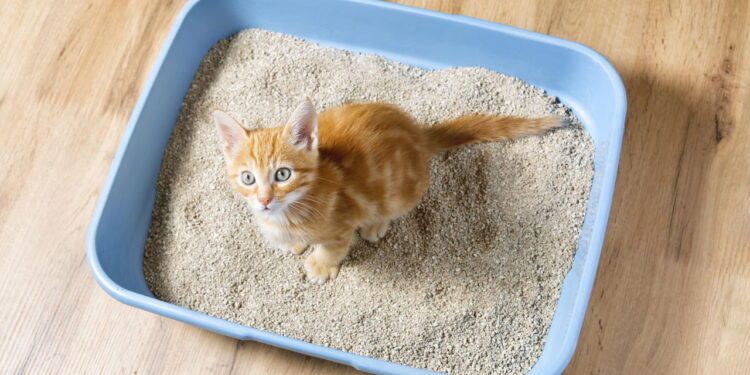 Melhores e piores lugares da casa para colocar a caixa de areia do gato