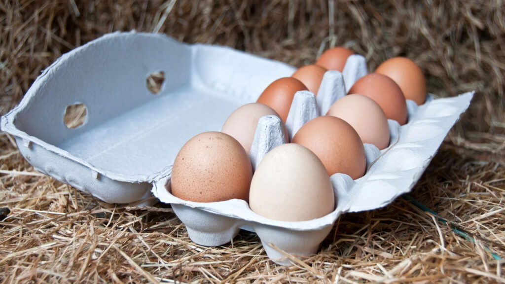 Esse truque com caixa de ovos afasta pragas de forma natural do seu jardim