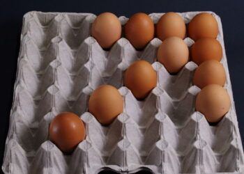 Esse truque com caixa de ovos afasta pragas de forma natural do seu jardim