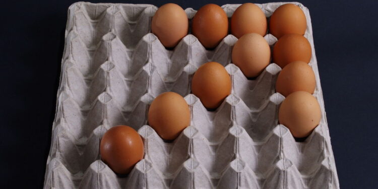 Esse truque com caixa de ovos afasta pragas de forma natural do seu jardim