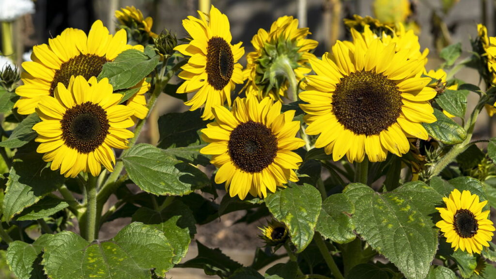 Flores ideais para cada estação que deixam seu jardim florido o ano inteiro