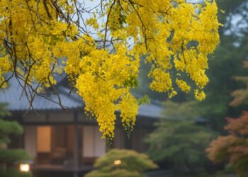 A planta que regula o intestino e surpreende com tantos benefícios