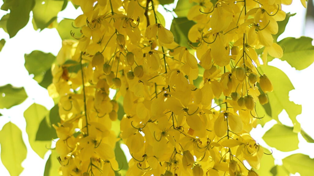 A planta que regula o intestino e surpreende com tantos benefícios