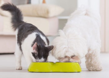 Como oferecer uma alimentação ecológica e saudável para seu pet