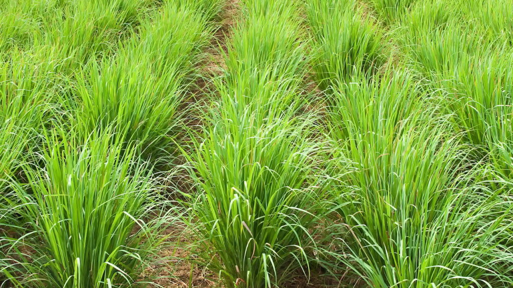 Essa planta pode mudar tudo se você sente ansiedade ou cólicas