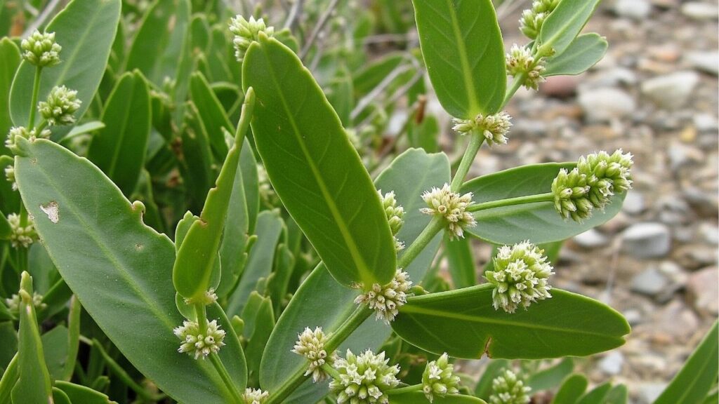 Essa planta medicinal pode proteger seu fígado e melhorar o metabolismo