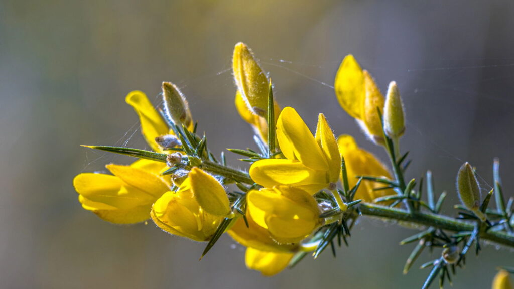 Essa planta pode aliviar dor, proteger o fígado e controlar a glicose