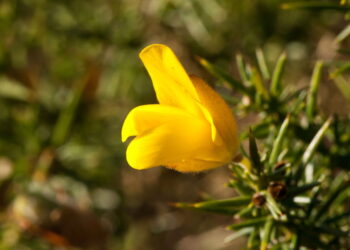 Essa planta pode aliviar dor, proteger o fígado e controlar a glicose