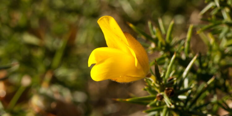 Essa planta pode aliviar dor, proteger o fígado e controlar a glicose