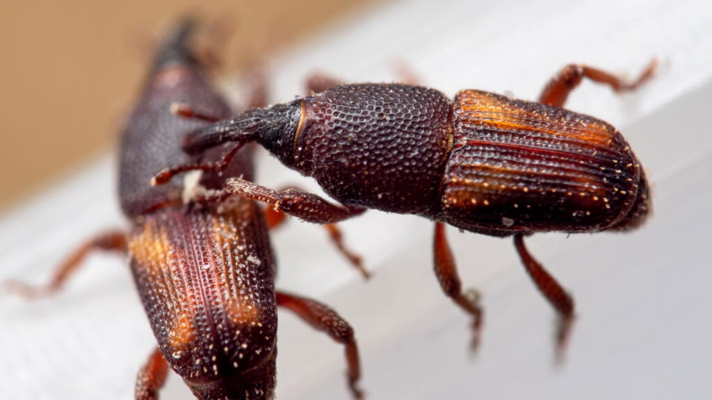 Evite prejuízo com pragas em farinhas e grãos com esses cuidados