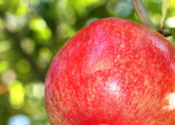 O antioxidante natural mais poderoso revelado pela ciência