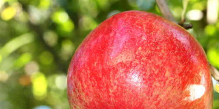 O antioxidante natural mais poderoso revelado pela ciência