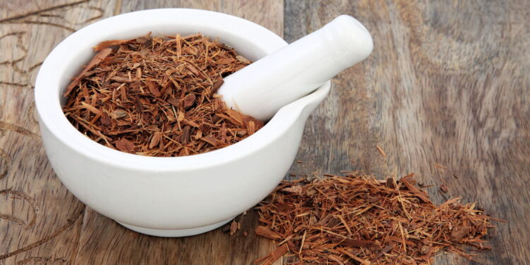 Catuaba tem propriedades que vão além do que você imagina