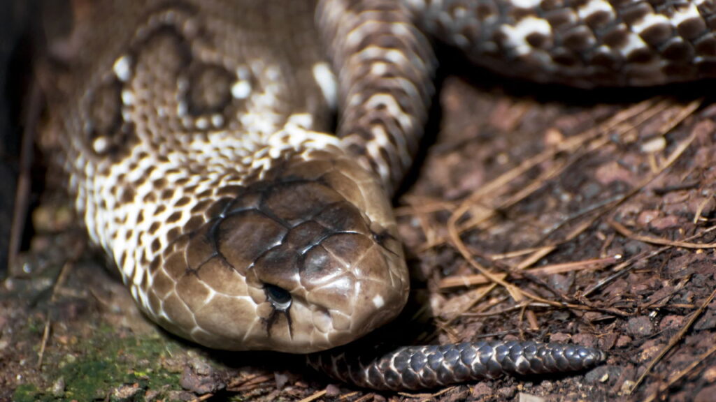 Se você quer manter os cobras longe do seu jardim, cultive essas 3 plantas