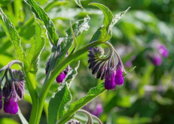 Benefícios do confrei que fazem dele um aliado poderoso da saúde