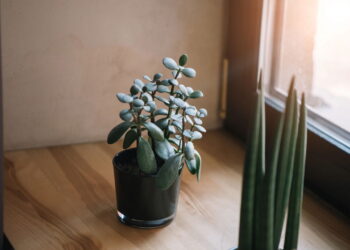 Estas plantas atraem boa sorte e riqueza para casa