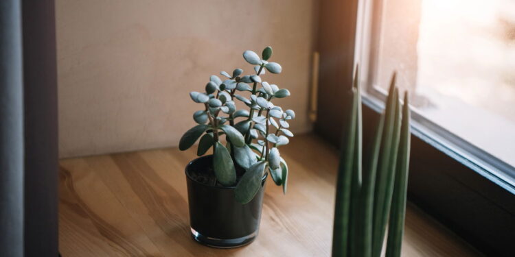 Estas plantas atraem boa sorte e riqueza para casa
