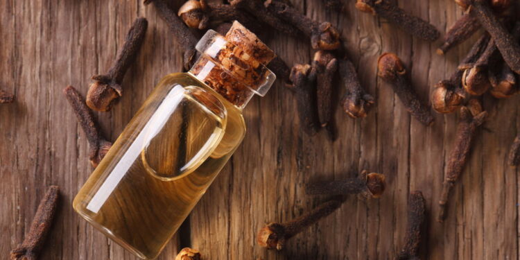 Plantas que espantam mosquitos e insetos naturalmente